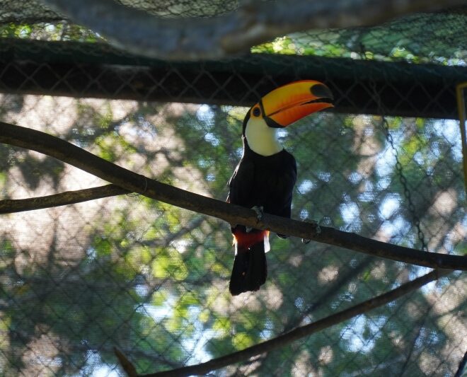 Ações e áreas de preservação ambiental em Ilhabela: saiba ma...