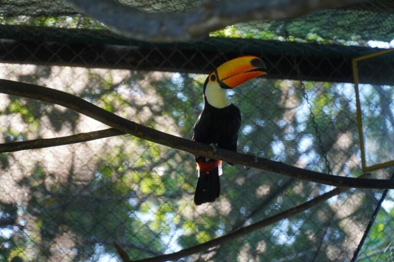 Ações e áreas de preservação ambiental em Ilhabela: saiba ma...