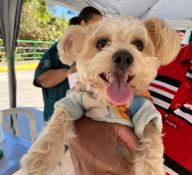Vacinação de 40 Pets pelo Programa Bem-Estar Animal na Armaç...