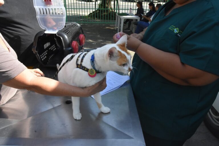 Bem-Estar Animal” oferece atendimentos gratuitos em Barra Ve...