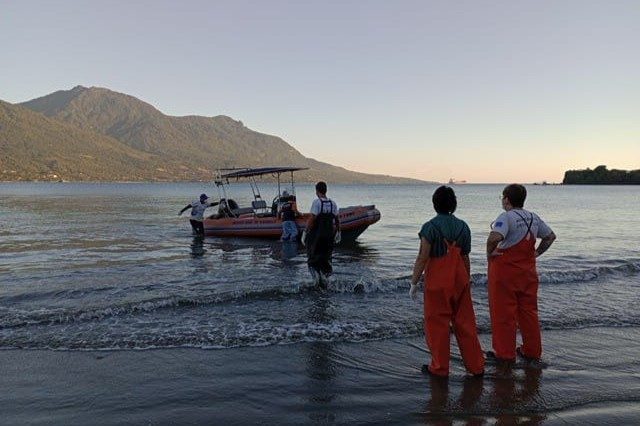 Golfinho-boto-cinza encalha em praia e chama atenção dos cur...