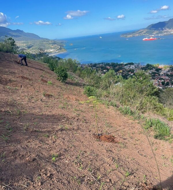 Ilhabela: Balanço Positivo das Ações de Prevenção a Incêndio...