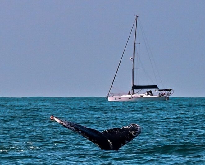 Semana Internacional de Vela de Ilhabela: Ações pela Proteçã...