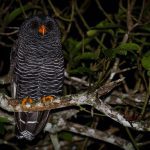 Bird Week 2023: Passeios Gratuitos para Observação de Aves em Ilhabela
