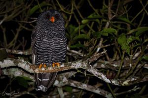 Ilhabela Bird Week 2026: passeios gratuitos e programação