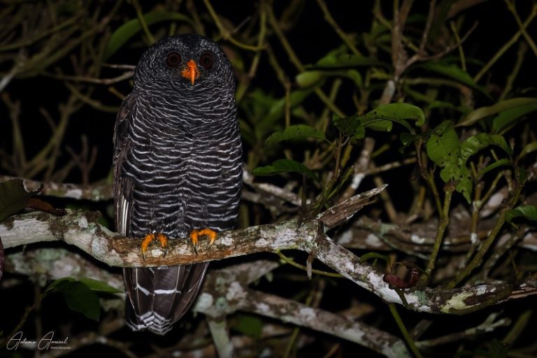 Ilhabela Bird Week 2026: passeios gratuitos e programação