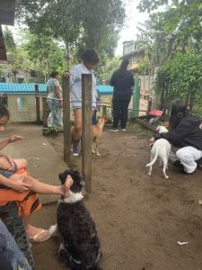 Vacinação Antirrábica no Bonete: Prefeitura de Ilhabela Amplia Atendimento nos Bairros