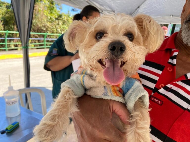 Vacinação de 40 Pets pelo Programa Bem-Estar Animal na Armaç...