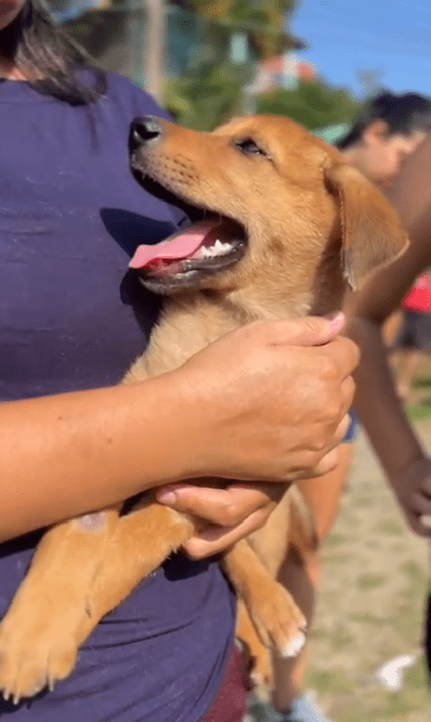 Programa ‘Bem-Estar Animal’ atende 100 pets em Barra Velha