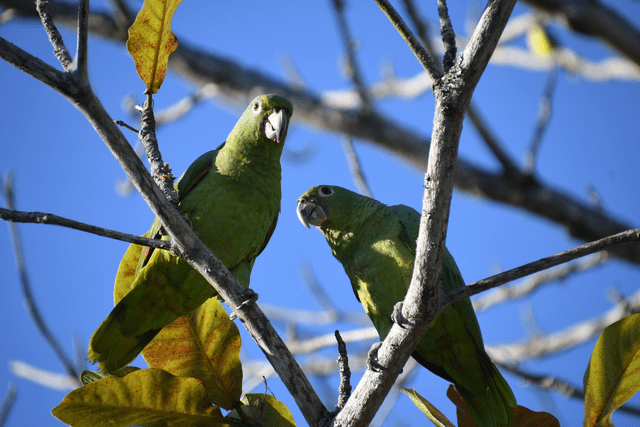 Ilhabela e SP destacam biodiversidade no Reino Unido em feir...