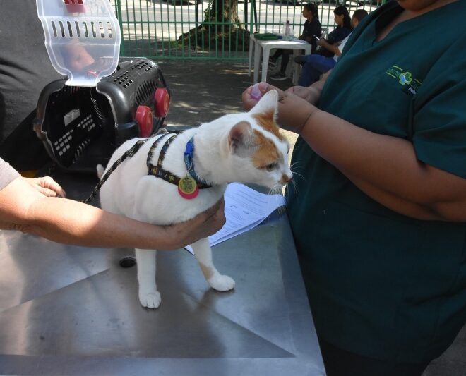 Bem-Estar Animal” oferece atendimentos gratuitos em Barra Ve...
