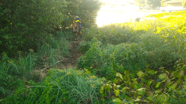 Ilhabela realiza limpeza no Mangue da Barra Velha.