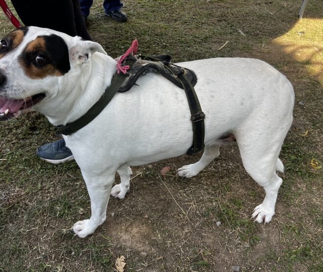 Atendimento veterinário gratuito para pets no Morro do Canta...