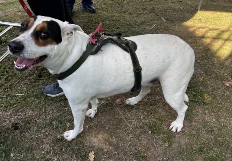 Atendimento veterinário gratuito para pets no Morro do Canta...