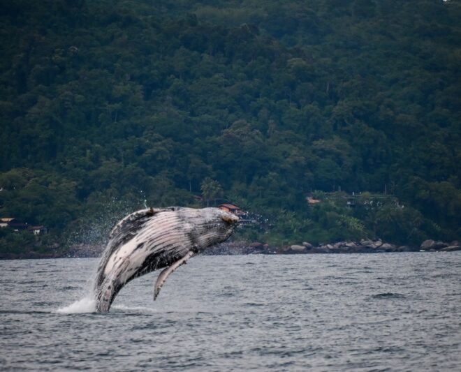 Avistamento de Baleias em Ilhabela: Tudo que Você Precisa Sa...