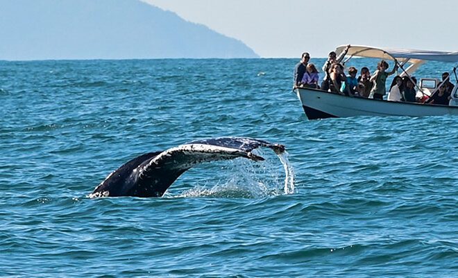 Evite Estes Erros Durante o Passeio de Avistamento de Baleia...