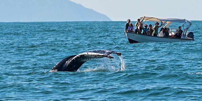 Evite Estes Erros Durante o Passeio de Avistamento de Baleia...
