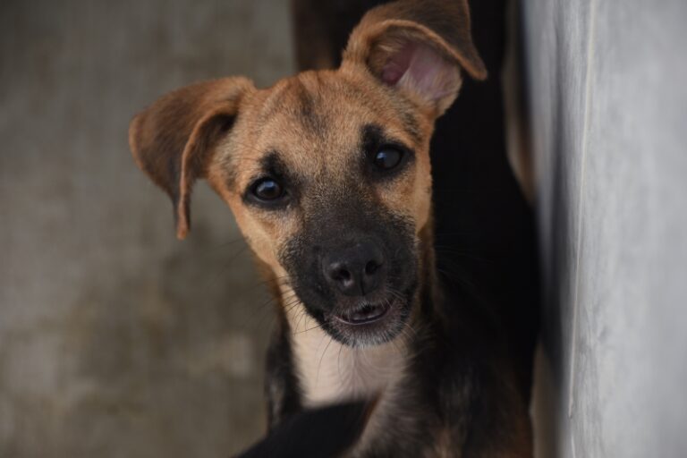 Ilhabela lança campanha para contar cães e gatos cadastrados...