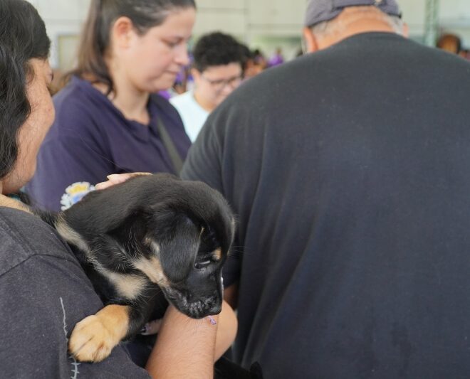 Adoção de Animais na 6ª Corrida das Mulheres: Conecte-se com...