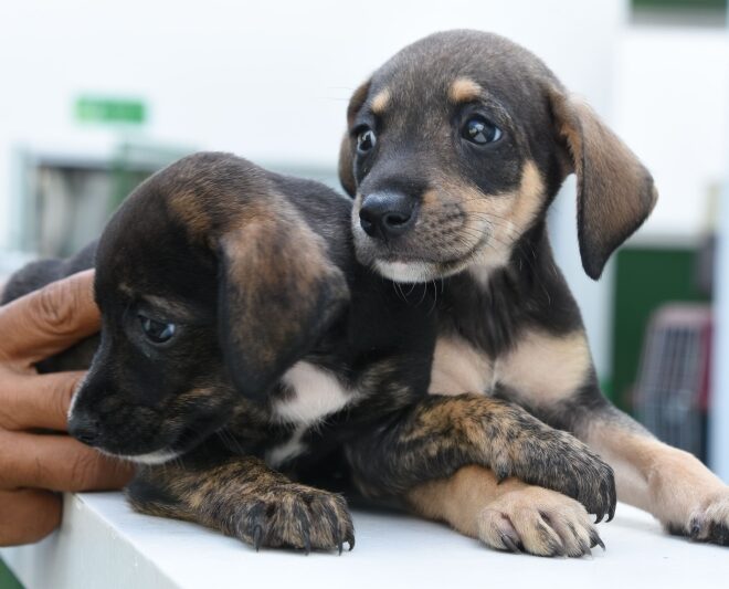 Vacinação Gratuita para Cães em Ilhabela: Quarta-feira (3)