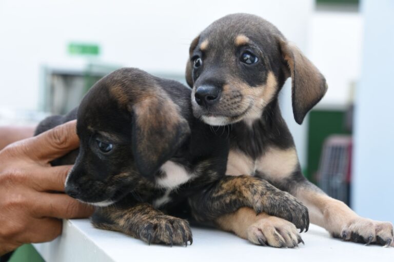 Vacinação Gratuita para Cães em Ilhabela: Quarta-feira (3)