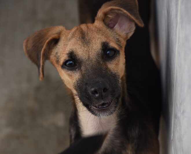 Vacinação Animal em Ilhabela: Campanha Semanal Nesta Quarta-...