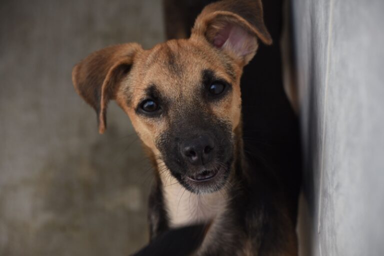 Vacinação Animal em Ilhabela: Campanha Semanal Nesta Quarta-...