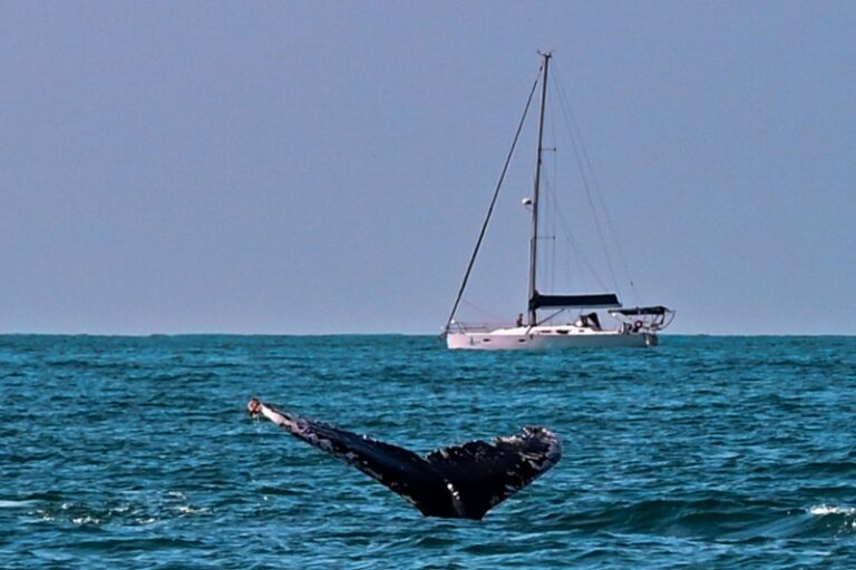 Semana Internacional de Vela de Ilhabela: Ações pela Proteçã...