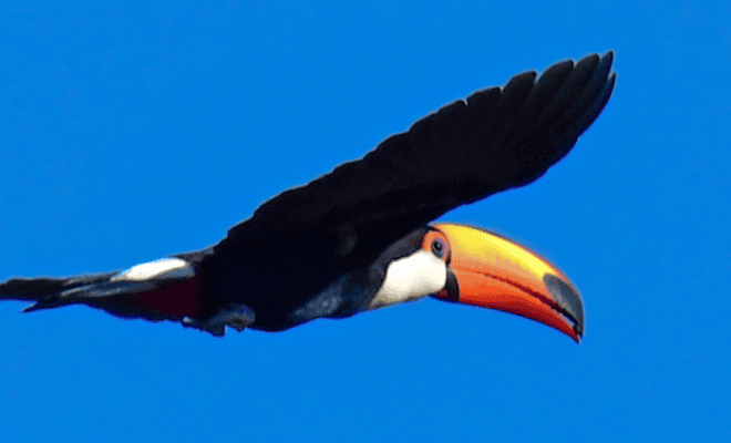 Descubra Ilhabela: 7 experiências únicas além das praias