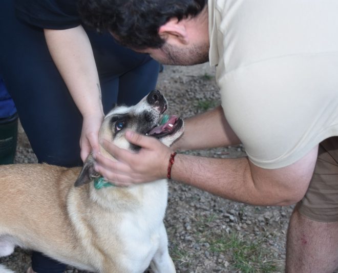 CRA Ilhabela: 6 Cães e Gatos Encontram Novos Lares na Feira ...