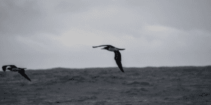 Aves de Ilhabela: biodiversidade e melhores locais para observação