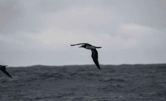 Aves de Ilhabela: biodiversidade e melhores locais para obse...
