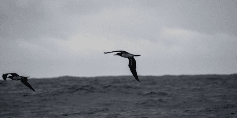 Aves de Ilhabela: biodiversidade e melhores locais para obse...